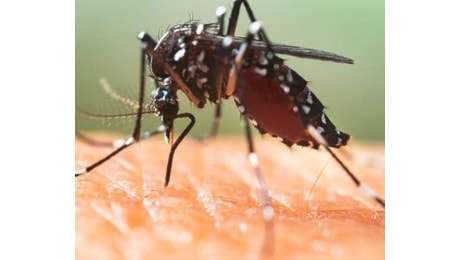 Regione Marche, Dengue a Fano: la situazione è monitorata