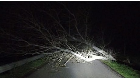 Arborea, il vento butta giù un albero: strada bloccate per tutta la notte