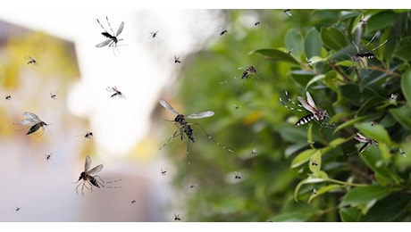 Focolaio di dengue nelle Marche: la situazione