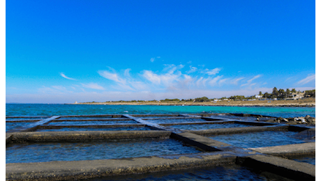 Mitilicoltura: danni milionari e sfide per il settore in Puglia