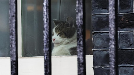 Il gatto Larry e l’arrivo dei nuovi inquilini (umani e animali) a Downing Street