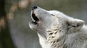 Donna gravemente ferita in un attacco di lupo in un parco safari vicino a Parigi