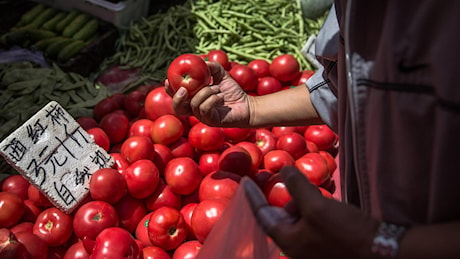 Inchiesta Bbc, pomodori 'italiani' in Gb vengono da Xinjiang