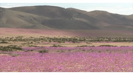 IL VIDEO. L'arido deserto di Atacama in Cile diventa un prato fiorito