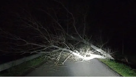 Crolla un albero per il forte vento, strada chiusa ad Arborea