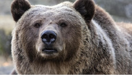 Trento, turista aggredito e ferito agli arti da un orso