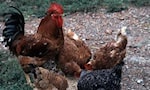 Influenza aviaria, Bassetti: “Rischia di essere la prossima pandemia”