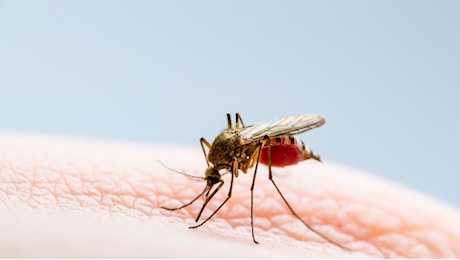 Malaria, diagnosticato un caso autoctono a Verona