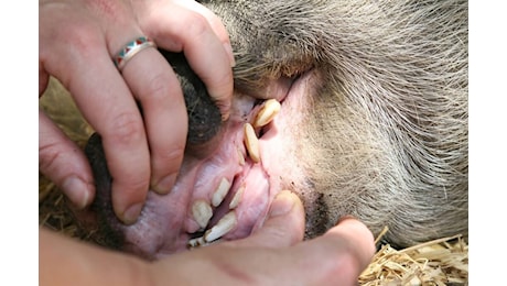 Altri due cinghiali positivi alla peste suina africana in Val di Vara