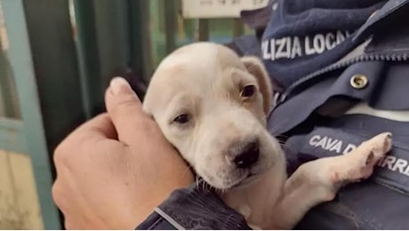 Due cuccioli gettati in un torrente, un passante ne salva uno