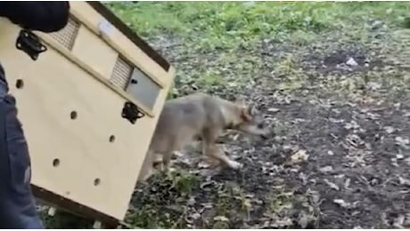 Ecco il video della liberazione del lupo catturato a Roma: aveva morso un bambino di 4 anni