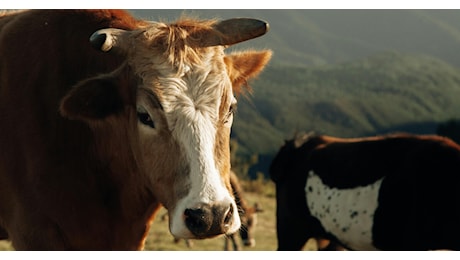 Incornato da un toro imbizzarrito, muore anziano di 88 anni nel Bellunese. Indagato il proprietario dell’animale