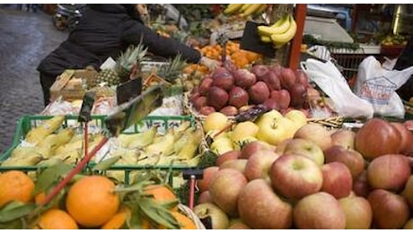 Maltempo nel Vicentino, raccolti in crisi ed aziende in ginocchio, zucchine fino a 4 euro