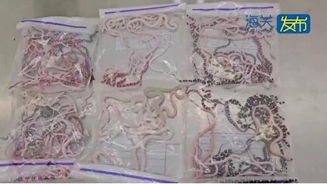 Cina, fermato un uomo con oltre 100 serpenti nei pantaloni