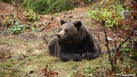 SEN. BIANCOFIORE * PROVINCIA TRENTO - GESTIONE ORSI: «NO AL TEOREMA CHI DIFENDE GLI ANIMALI NON DIFENDE I TRENTINI