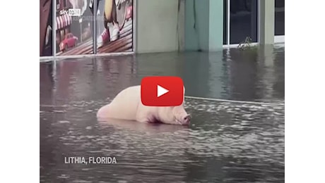 Meteo: Uragano Milton, maiale salvato dall'inondazione in Florida; il Video