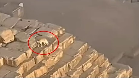 Lo strano caso del cane sulla cima della Piramide di Giza