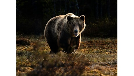 I dubbi di LAV sull’aggressione al custode forestale: “Faremo di tutto per salvare l’orso”